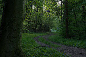 Wald orig.0226.jpg