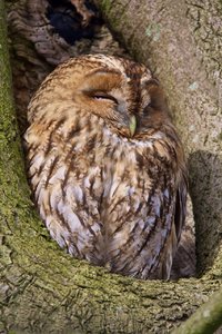 20150125_167_Waldkauz (Strix aluco).JPG