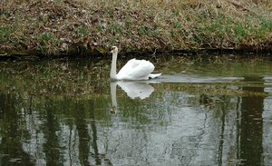 Schwan1.jpg