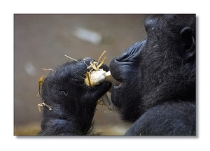 Blumenkohl.jpg Blumenkohl.jpg