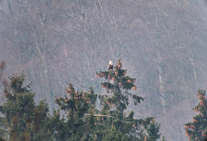 seeadlerm.jpg seeadlerm.jpg