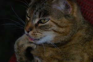 tequila_SDIM2127.jpg tequila_SDIM2127.jpg