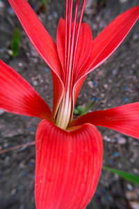 SDIM4490.jpg SDIM4490.jpg