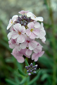 SDIM4534Corp.jpg SDIM4534Corp.jpg