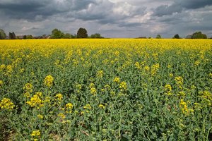 DP1-DP1 - SDIM1845.jpg