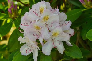 Rhododendron-SD14 - SDIM5167.jpg