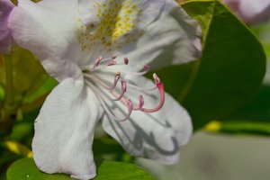 Rhododendron-SD14 - SDIM5173.jpg