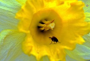 Fliege.jpg Fliege.jpg