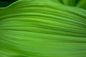 SDIM4524.jpg SDIM4524.jpg