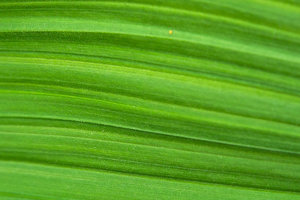 SDIM4524Corp.jpg SDIM4524Corp.jpg