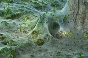 Raupeninvasion-SD14 - SDIM5463.jpg Raupeninvasion-SD14 - SDIM5463.jpg