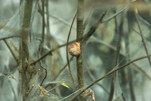 Raupeninvasion-SD14 - SDIM5471.jpg Raupeninvasion-SD14 - SDIM5471.jpg