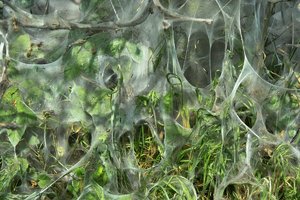 Raupeninvasion-SD14 - SDIM5461.jpg Raupeninvasion-SD14 - SDIM5461.jpg