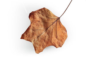 SDIM3185 Frwei.jpg SDIM3185 Frwei.jpg