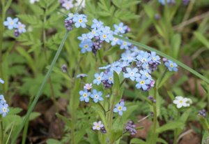 Vergissmeinnicht.jpg Vergissmeinnicht.jpg