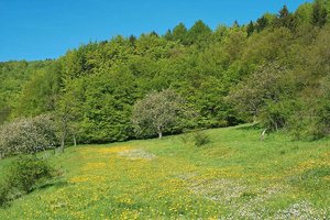 01-SDIM2551_2008.jpg 01-SDIM2551_2008.jpg