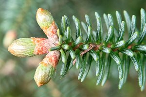 SDIM4589Corp.jpg SDIM4589Corp.jpg