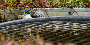 Angler am Teich 2.jpg