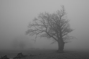Im_Nebel_1400_500.jpg
