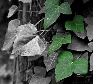 DSC04954_bearbeitet-3 Kopie.JPG