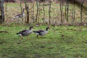 comp_IMG_6383 Kopie.jpg