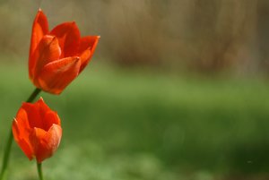 Forum DSC08480 Nex 5N + Helios 2,0 58mm (c) PPf.jpg Forum DSC08480 Nex 5N + Helios 2,0 58mm (c) PPf.jpg