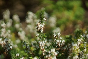 Forum DSC08483 Nex 5N + Helios 2,0 58mm (c) PPf.jpg Forum DSC08483 Nex 5N + Helios 2,0 58mm (c) PPf.jpg