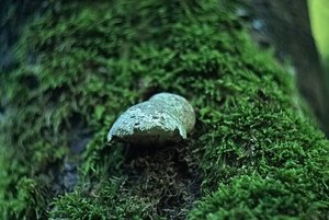 Forum IMG02774 Helios 44 58mm (c) PPf.jpg Forum IMG02774 Helios 44 58mm (c) PPf.jpg