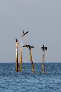 Pirates of the Baltic Sea_1400_500.jpg