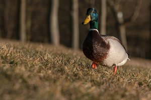 000171-ENTE ODER WAS.jpg