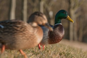 000173-ENTE ODER WAS.jpg