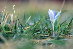 000169-ENTE ODER WAS.jpg