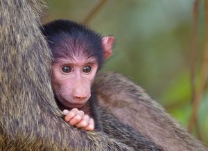 Baboon-500-1.jpg