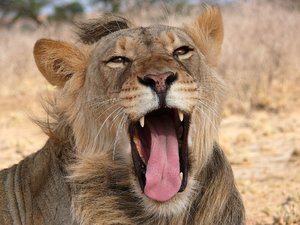 lion-kalahari-500.jpg lion-kalahari-500.jpg