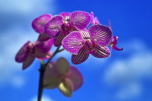 Bild13.jpg Bild13.jpg