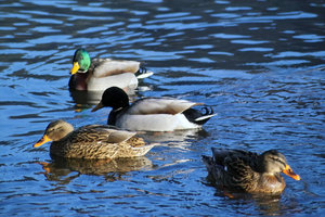 Bild18.jpg Bild18.jpg