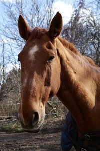 000008-MINOLTA AF 24-105.jpg