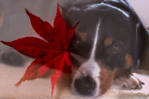 Mehrfachbelichtung für Fotoforum (1 von 1).jpg