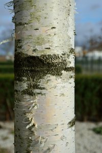 comp_DSC_5461.jpg comp_DSC_5461.jpg