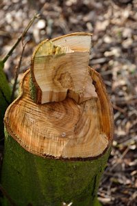 comp_DSC_5464.jpg comp_DSC_5464.jpg