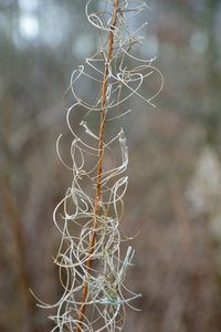 comp_DSC_5483.jpg comp_DSC_5483.jpg