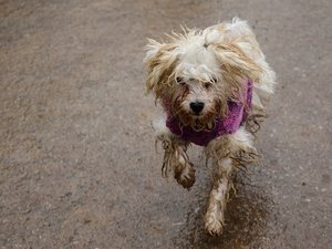 comp_2015-03-01_Gassitreff_Minis_030_.jpg comp_2015-03-01_Gassitreff_Minis_030_.jpg