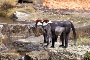 comp_IMG_6961 Kopie.jpg