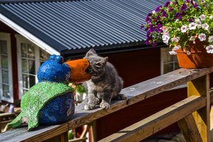 IMG_6667.jpg IMG_6667.jpg