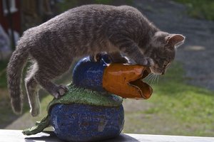 IMG_6664.jpg IMG_6664.jpg