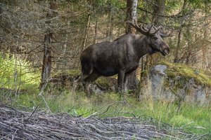 IMG_9058 - Arbeitskopie 2.jpg