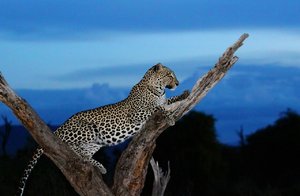 leo-500.jpg leo-500.jpg