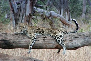 samburu-1000-1-450.jpg samburu-1000-1-450.jpg