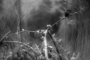 500k_IMG_2795-2.jpg 500k_IMG_2795-2.jpg