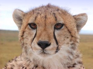 Cheetah-1-500.jpg Cheetah-1-500.jpg